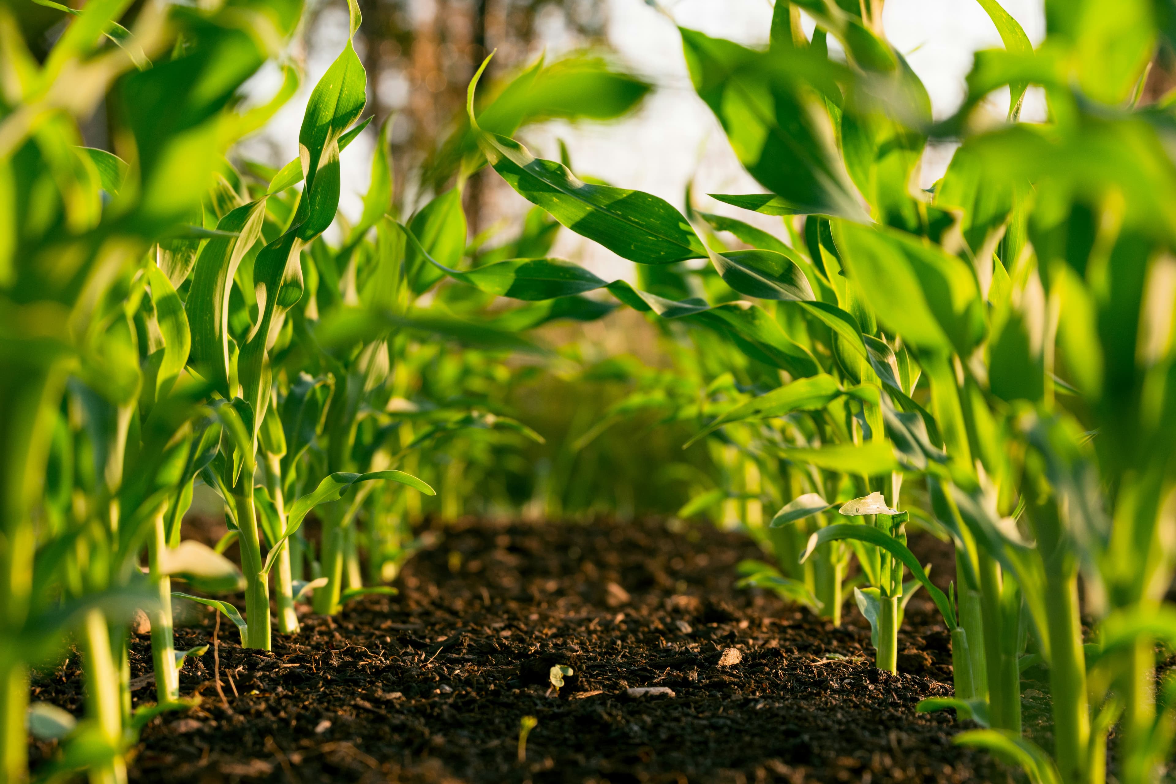 Nigerian backyard farm